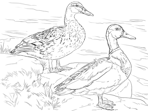 Male And Female Mallard Ducks Coloring Page